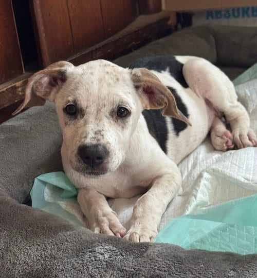 Photo of Lady, adoptable Hound in Conway, Arkansas