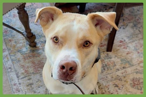 Photo of Doggert, adoptable American Pit Bull Terrier in Amherst, Massachusetts