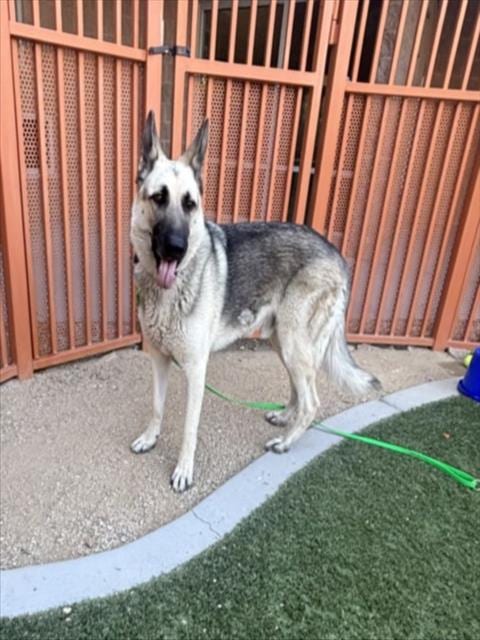 Photo of Kobby, adoptable German Shepherd Dog in Las Vegas, Nevada