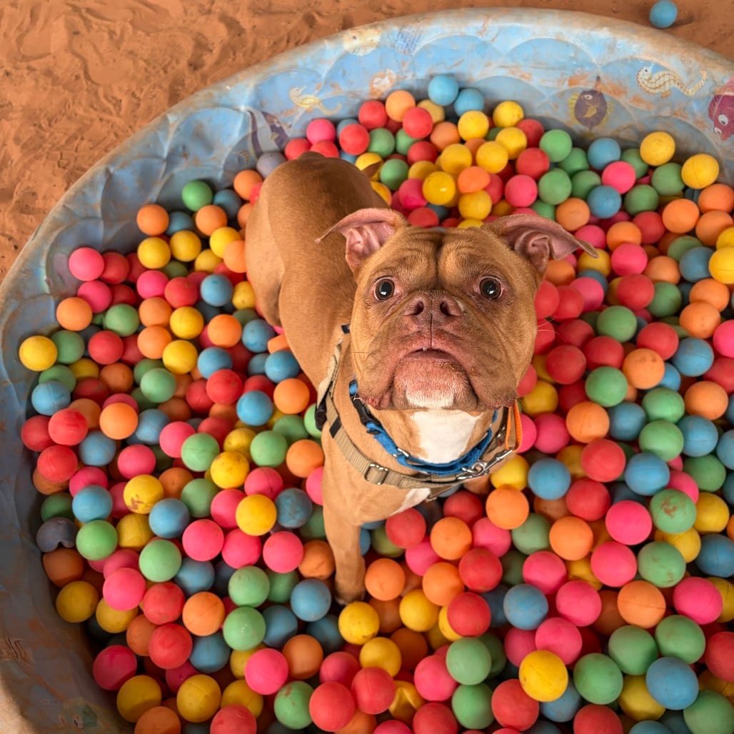 Photo of Mysaria, adoptable Bulldog, Old English / Mixed Breed (Medium) in Kanab, Utah