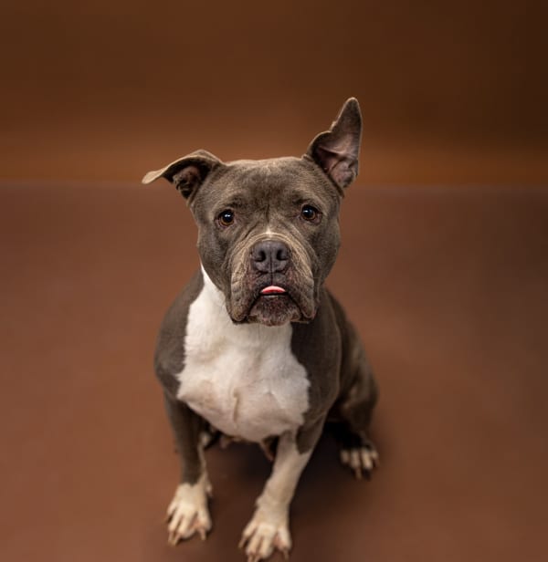 Photo of Barbie Hw+, adoptable Pit Bull cross in Lawrenceville, Georgia