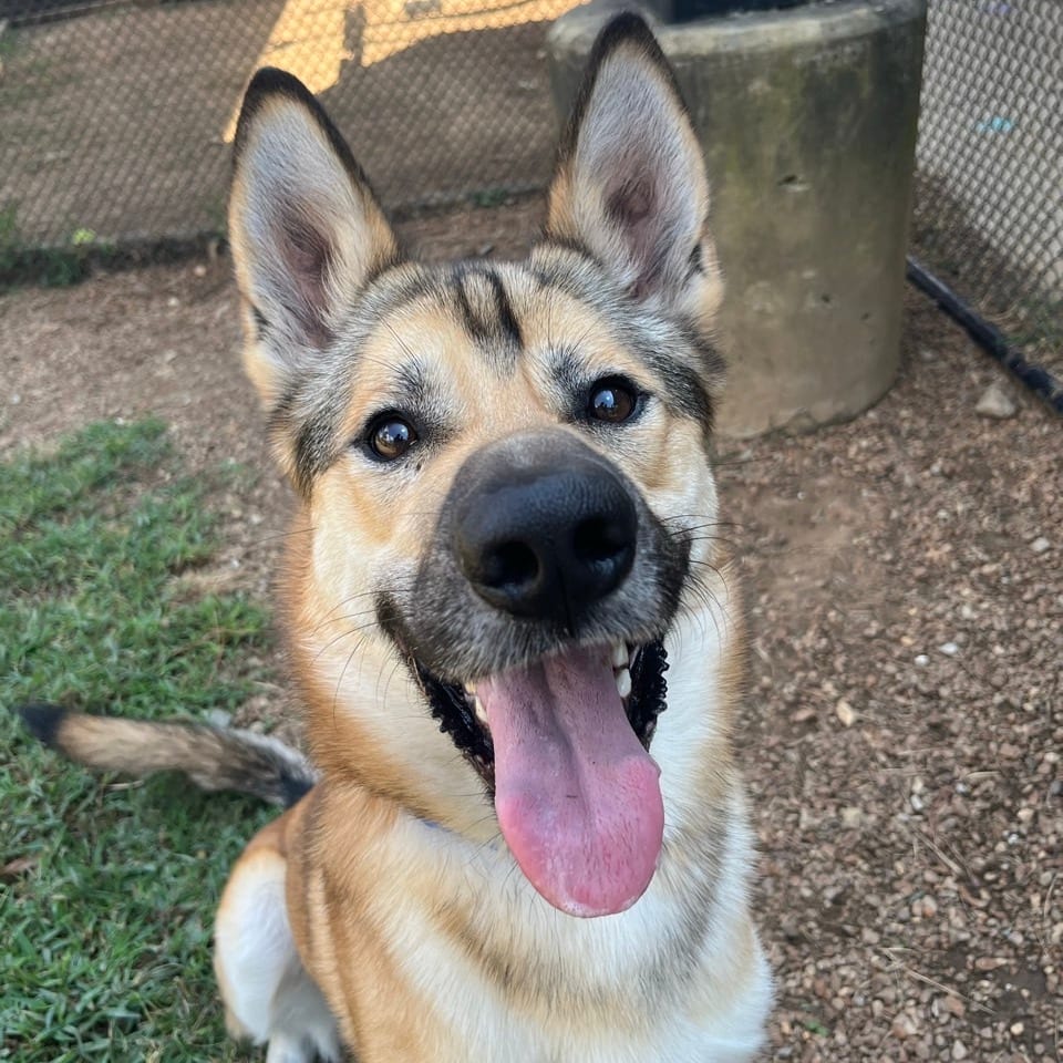 Photo of Bark Ruffalo, adoptable Mixed Breed (Large) in Chattanooga, Tennessee