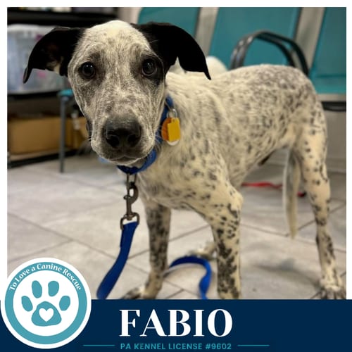Photo of Fabio (Speckled Six) 091226, adoptable Pointer in Kimberton, Pennsylvania