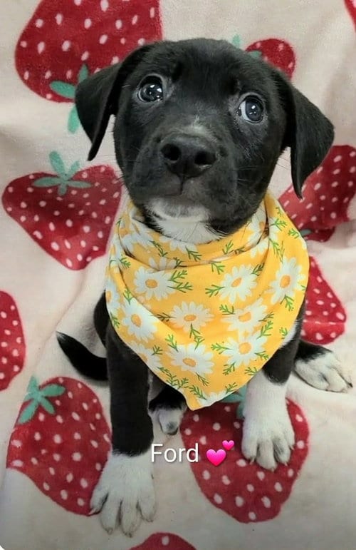 Photo of Ford (NY-Sarah), adoptable Border Collie in SHERBURNE, New York