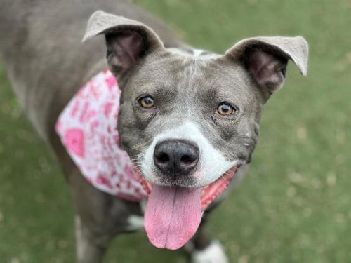 Photo of Gracie, adoptable Pit Bull Terrier in Charlotte, North Carolina