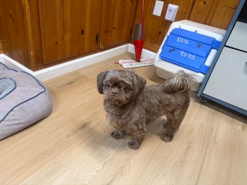 Photo of Simon, adoptable Shih Tzu in Raleigh, North Carolina