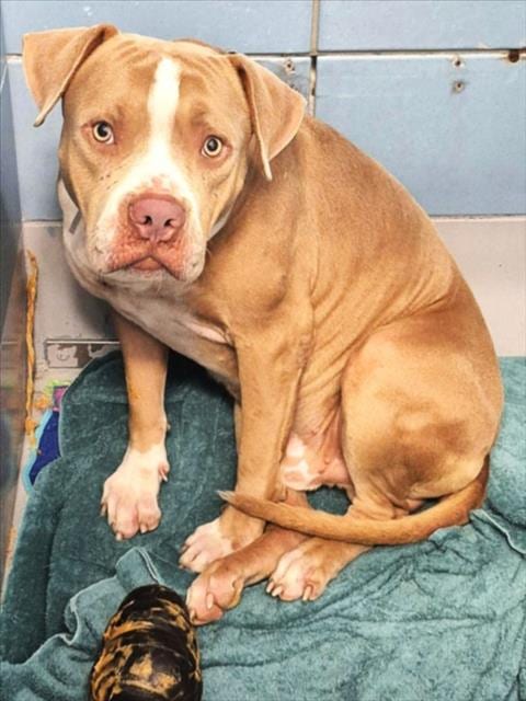 Photo of Senior Staffordshire Bull Terrier mix, adoptable Staffordshire Bull Terrier mix in Houston, Texas