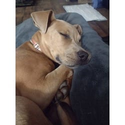 Photo of Annie Bell, adoptable Boxer Labrador Retriever in Medfield, Massachusetts