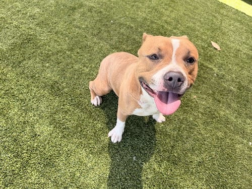 Photo of Panzer, adoptable Pit Bull Terrier in Garland, Texas