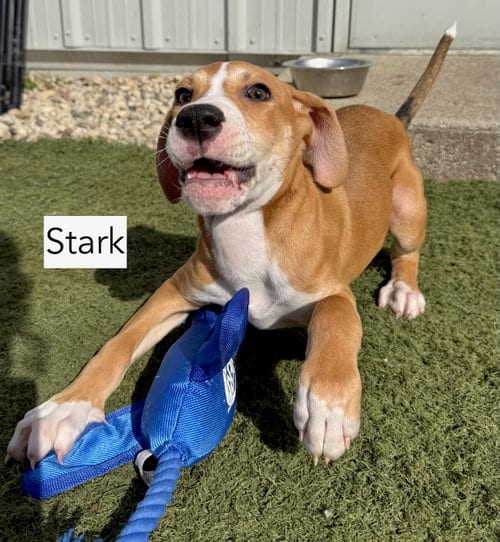 Photo of Stark, adoptable Hound in Gilberts, Illinois