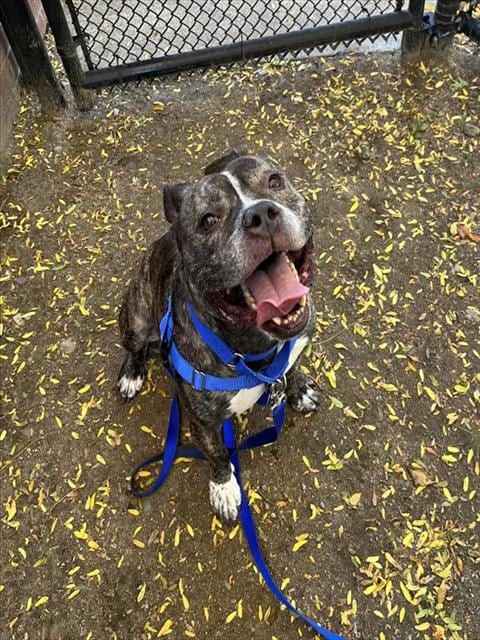 Photo of Lil Andy, adoptable Pit Bull Terrier in Boston, Massachusetts