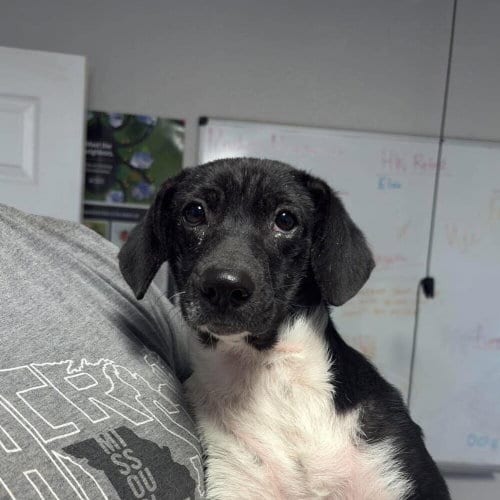 Photo of Groot, adoptable Terrier in Bolivar, Missouri