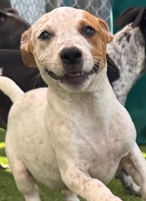 Photo of Nebula, adoptable Australian Cattle Dog/Blue Heeler in Texas City, Texas