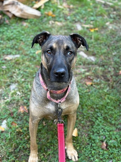 Photo of Lone, adoptable German Shepherd Dog in Brewster, New York