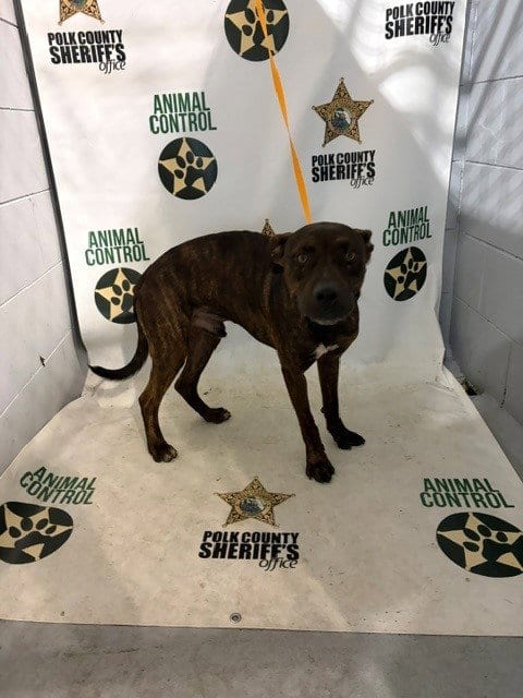 Photo of Tanner, adoptable Bulldog in Winter Haven, Florida