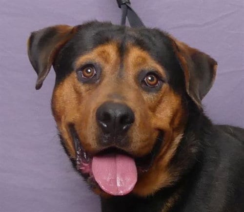 Photo of Dutch, adoptable Rottweiler in Ukiah, California