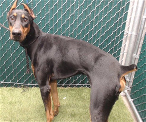 Photo of Helios, adoptable Doberman Pinscher in Downey, California