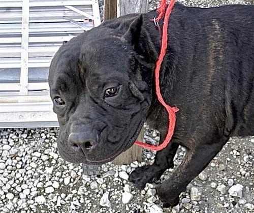 Photo of A660852, adoptable Cane Corso Mastiff in Houston, Texas