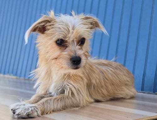 Photo of Benny, adoptable Yorkshire Terrier Yorkie in Sedalia, Colorado