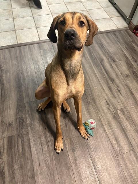 Photo of Darla, adoptable Great Dane in Ames, Iowa