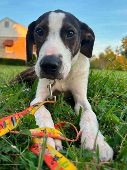 Photo of Floyd Rs : Rufus, adoptable Beagle in Aurora, Indiana
