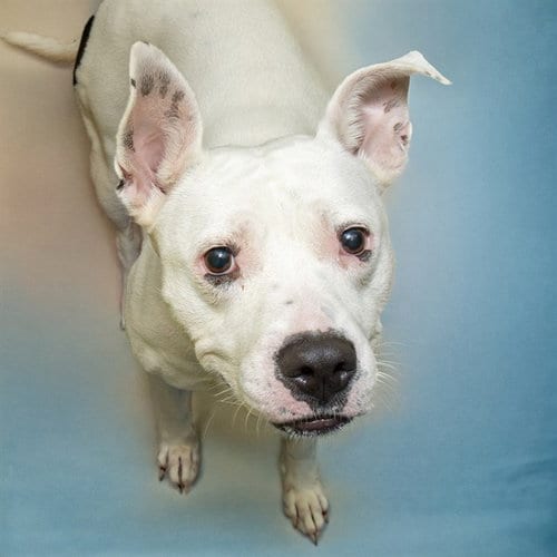Photo of Egg, adoptable Pit Bull Terrier in St Louis, Missouri