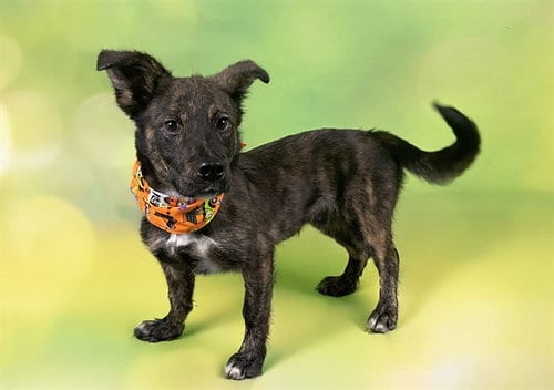 Photo of Harry, adoptable Cardigan Welsh Corgi in Ft Lauderdale, Florida