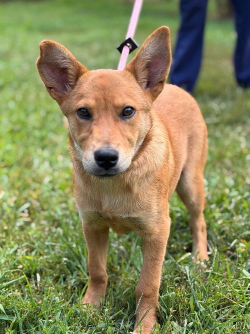 Photo of Goldie, adoptable Golden Retriever in Lovingston, Virginia