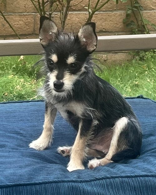 Photo of Blackberry, adoptable Schnauzer in Corona, California