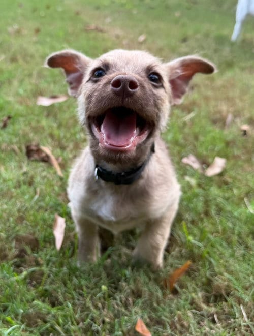 Photo of Smoke, adoptable Terrier in Greenville, South Carolina
