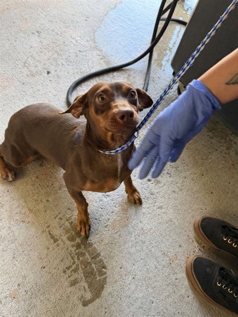 Photo of A172051, adoptable Miniature Pinscher in Bakersfield, California