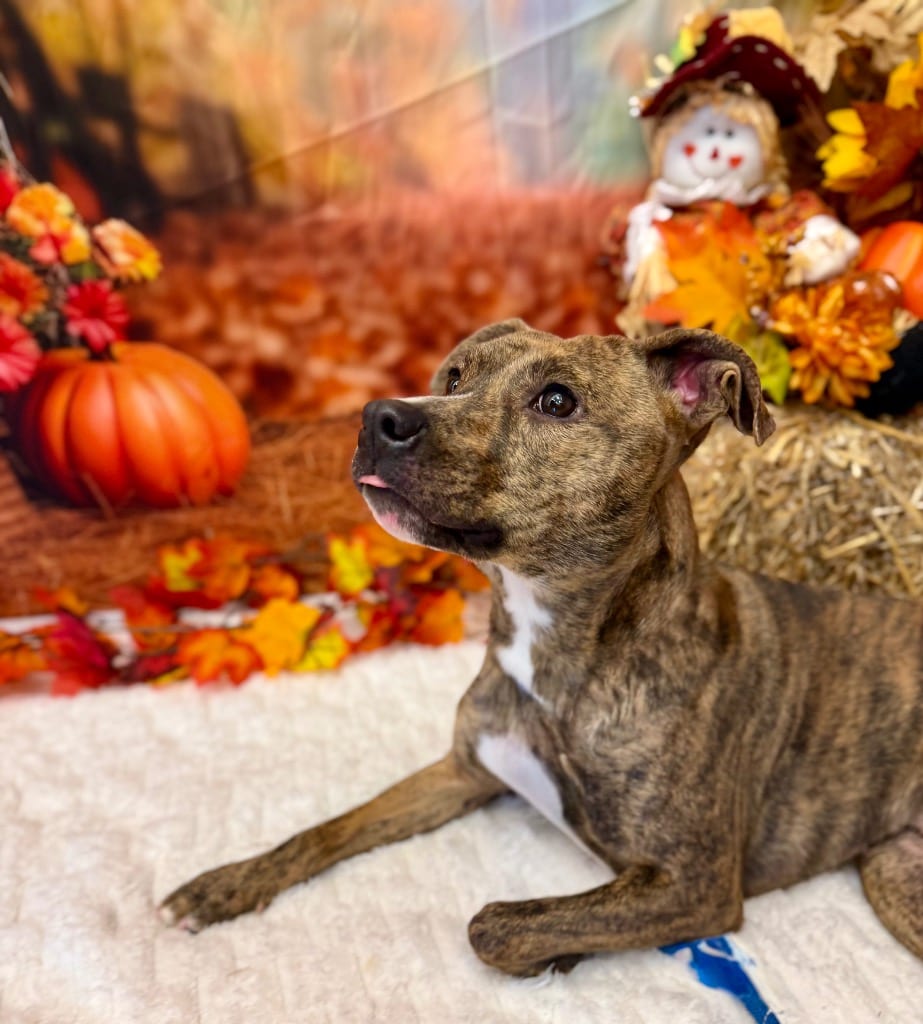 Photo of Lexie, adoptable Terrier in Wintersville, Ohio