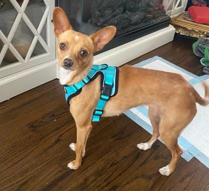 Photo of Canelita, adoptable Chihuahua in Martinez, California