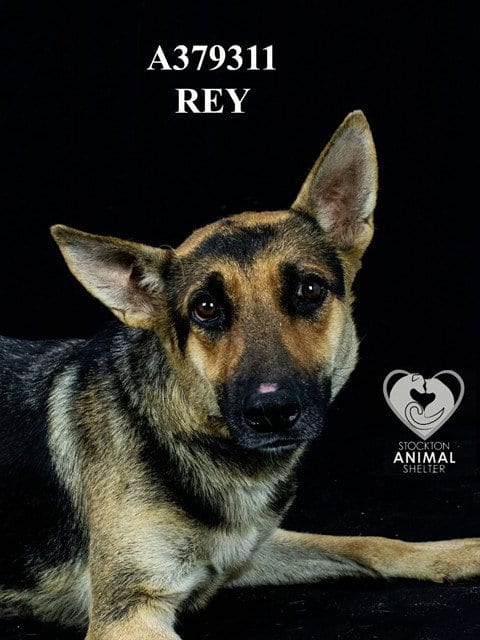 Photo of Rey, adoptable German Shepherd Dog in Stockton, California