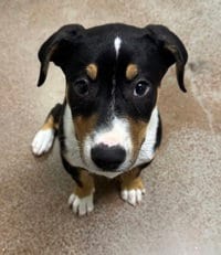 Photo of Chunkster, adoptable Border Collie in Salinas, California