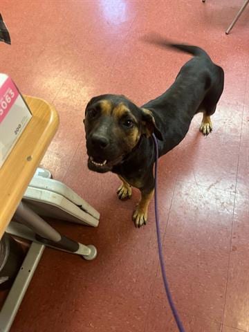 Photo of Mendy, adoptable Mastiff in Ukiah, California