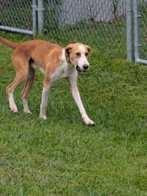 Photo of A524464, adoptable Treeing Walker Coonhound in Wilmington, North Carolina