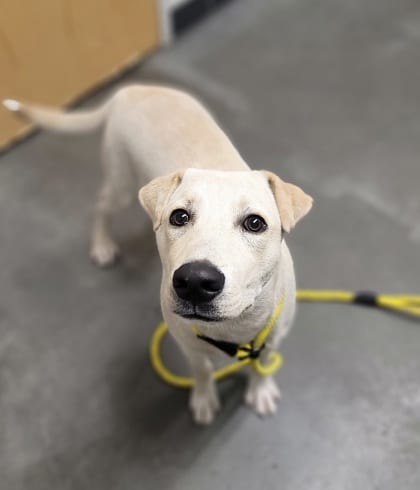 Photo of Loki (Oski), adoptable dog in Farmington, New Mexico