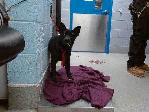 Photo of Pelusa, adoptable Chow Chow in Albuquerque, New Mexico