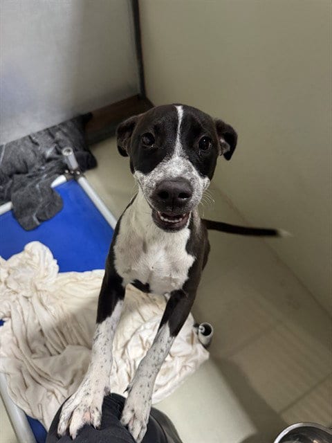 Photo of Teddie, adoptable Pit Bull Terrier in Bakersfield, California