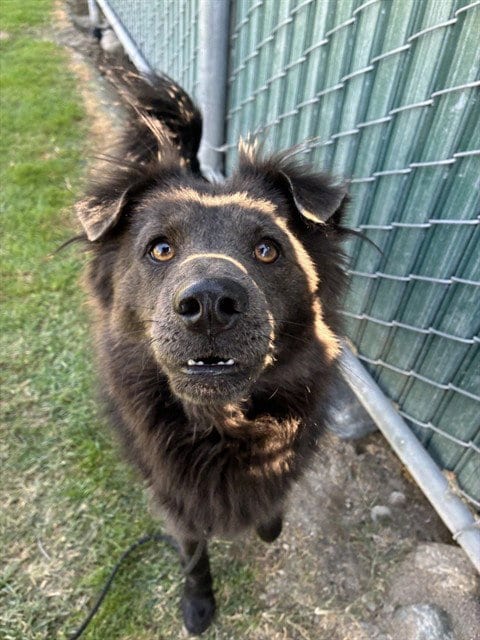 Photo of Harris, adoptable Chow Chow in San Bernardino, California
