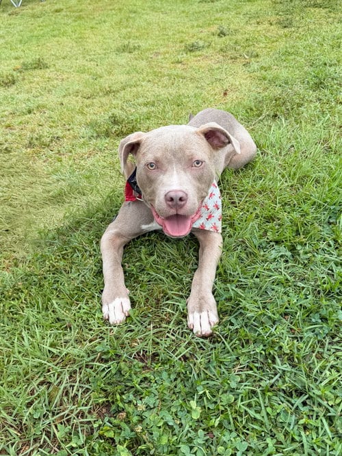 Photo of Azriel, adoptable Pit Bull Terrier in Sanford, North Carolina