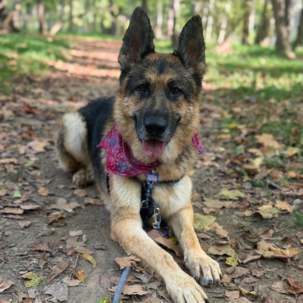 Photo of Risha, adoptable Mixed Breed (Large)