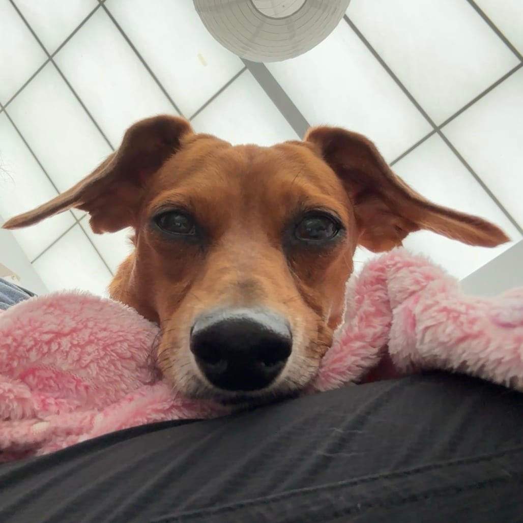 Photo of Gretchen Wieners, adoptable Dachshund in St. Louis, Missouri