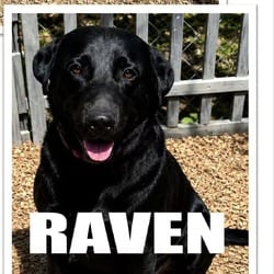 Photo of Raven, adoptable Labrador Retriever Mixed Breed (Medium) in Frederick, Maryland