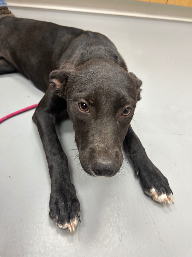 Photo of Nidoqueen (Pokémon x3), adoptable Mountain Cur in Hartsville, South Carolina