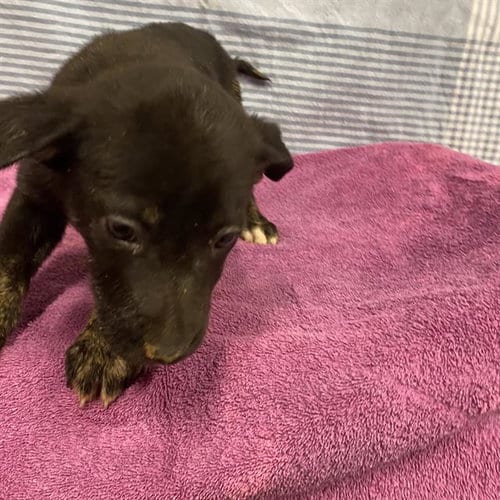 Photo of Janet, adoptable Pit Bull Terrier in Modesto, California
