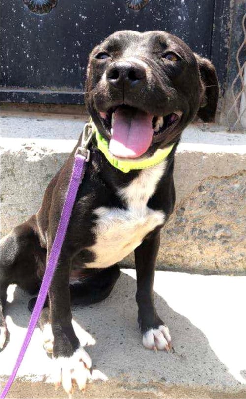 Photo of Cristal, adoptable Pit Bull Terrier in Inglewood, California