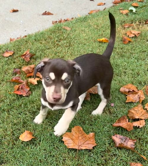 Photo of Conan, adoptable Chihuahua in Virginia Beach, Virginia