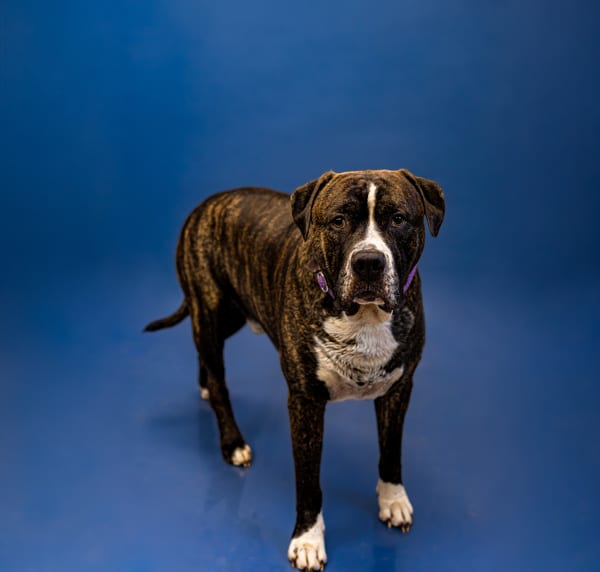 Photo of Ic-12c Kong, adoptable Pit Bull cross in Lawrenceville, Georgia